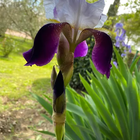Turistico La Balocca Pensión